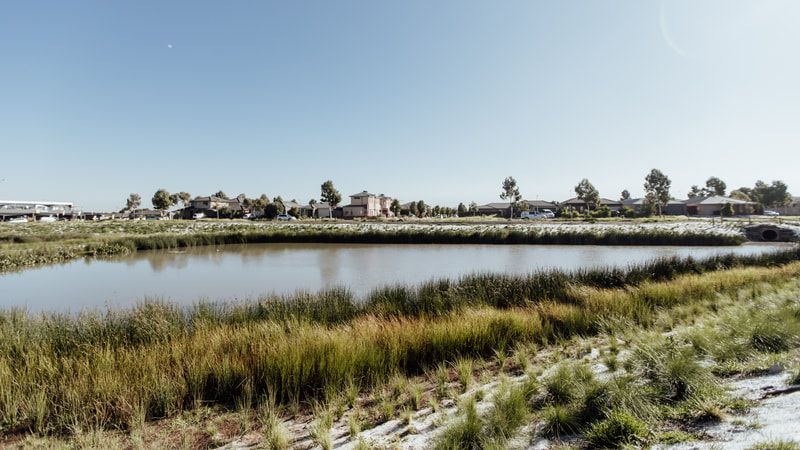 The future landscape is growing. Photo credit: Will Hamilton Coates