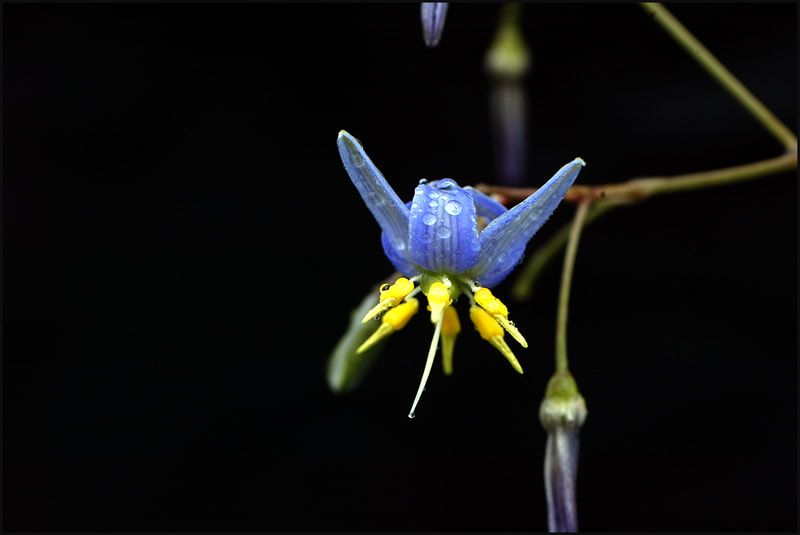 Beautiful native. Photo credit: Sandy Scheltema Photography