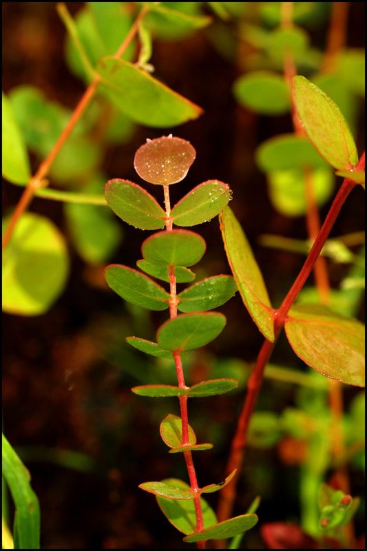 Thriving plant. Photo credit: Sandy Scheltema Photography
