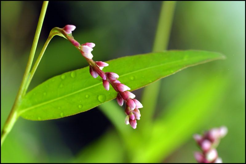 A native flower full of life