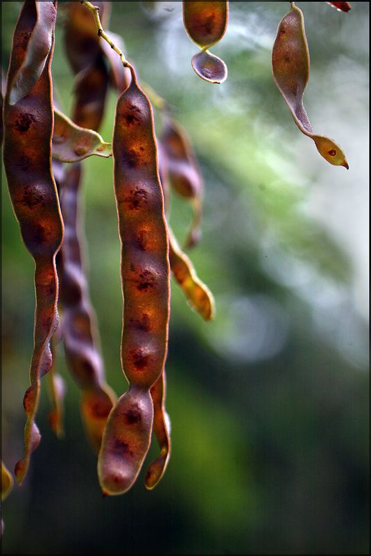 Where regeneration begins. Photo credit: Sandy Scheltema Photography