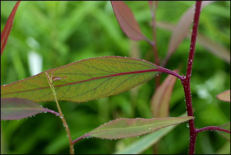 Regen Planters project — native planting work in Victoria