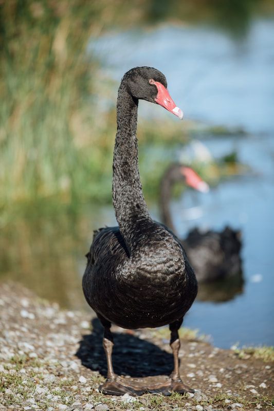 Black swan calls the wetlands home. Photo credit: Will Hamilton Coates