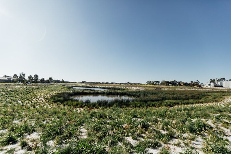 A healthier landscape is emerging. Photo credit: Will Hamilton Coates