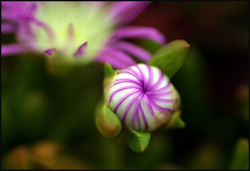 Hardy native groundcover with vibrant flowers. Photo credit: Sandy Scheltema Photography