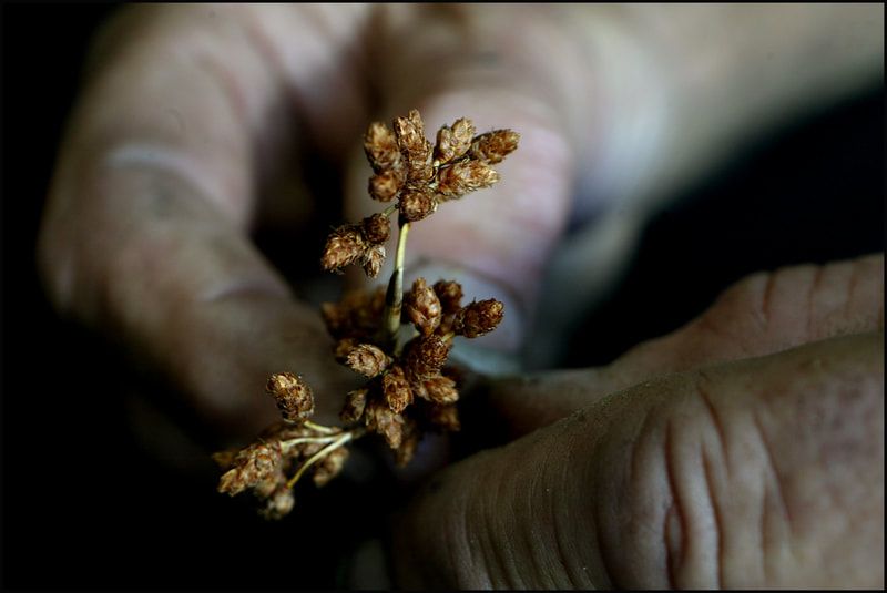 From seed to regeneration. Photo credit: Sandy Scheltema Photography