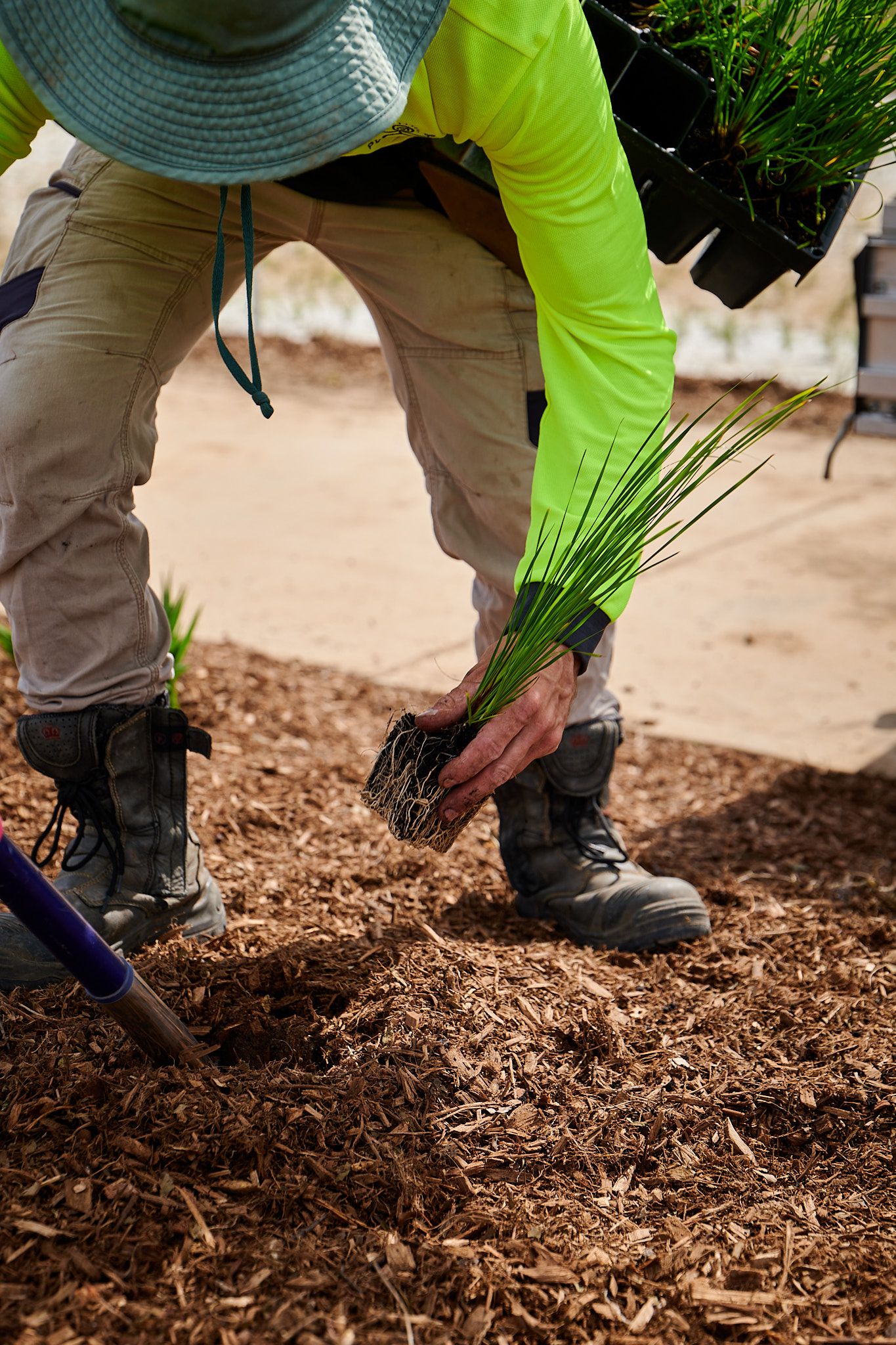 Regen Planters crew planting on a civil landscape site