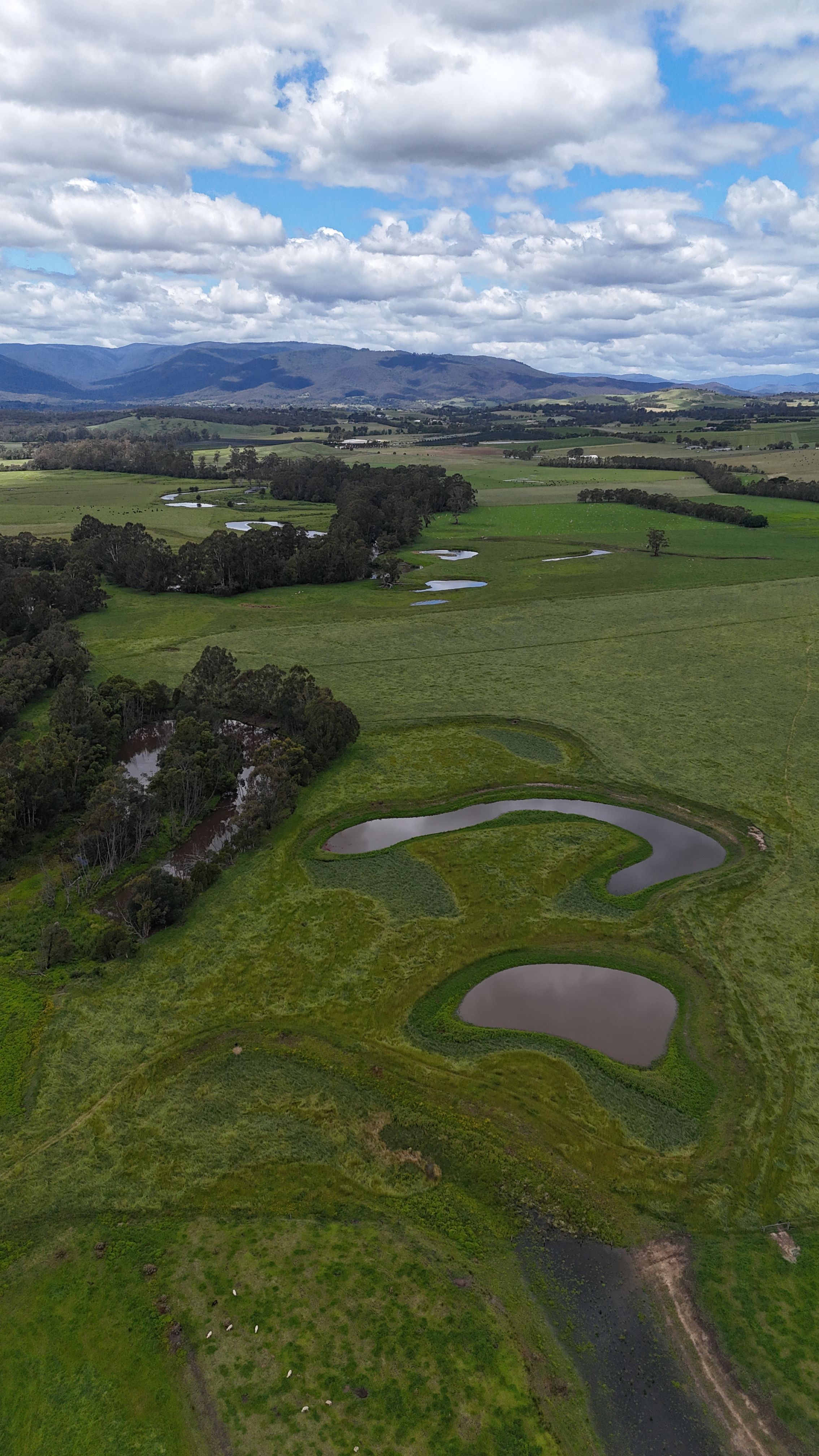 Recently planted wetland in establishment phase, Greater Melbourne